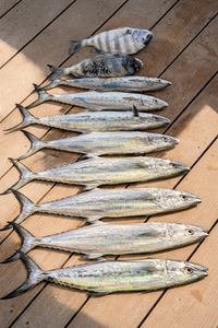 Windy Morning Pays Off: Spanish Mackerel & More with All 4 Chuck