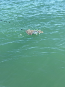 Spring Inshore Action: 11 Species Including Sharks & Snook Caught