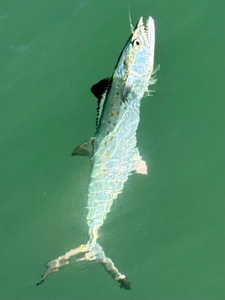 Pine Island Grouper & Trout Action - 1/2 Day Inshore Charter