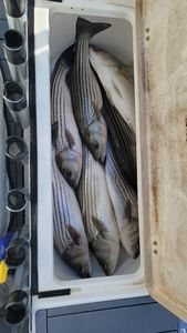 Striped Bass 