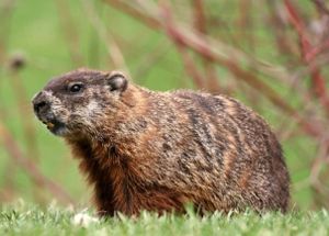 Nuisance Wildlife Control