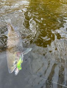 Awesome Fall Steelhead Run
