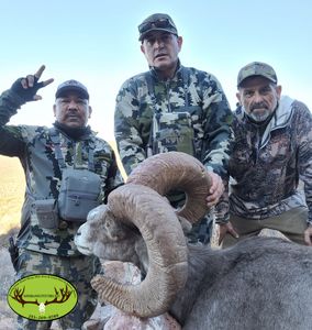 173 B&C Sonoran Desert bighorn ram success