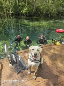 Small Group Florida Springs Diving SEA School