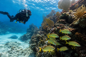 Educational Scuba Diving Coastal Mexico SEA School