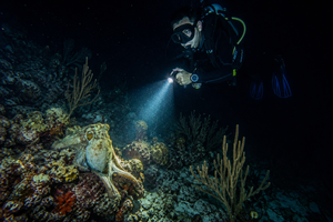 Premium Night Scuba Diving Florida SEA School