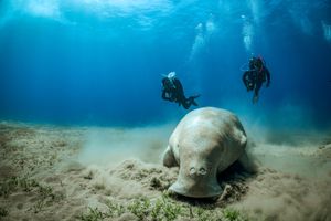 Deep Dive Scuba Course Florida 