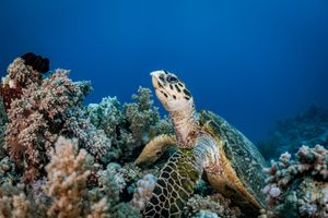Underwater Photography Scuba Course Florida 