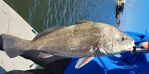 Corpus Christi Fishing Report