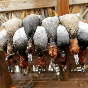 South Texas Waterfowl Hunting