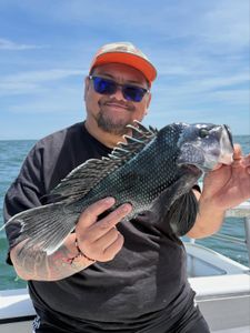 Western Mass Crew Limits on Sea Bass and Porgies