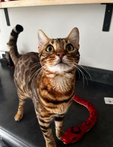 Sunset Cruise around the canal with an experienced guide in Buffalo, NY. This is a fantastic trip