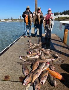 Long Leader Rockfish