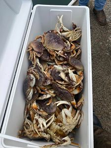 Fresh Oregon Dungeness crab
Winchester Bay