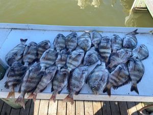 Peak Sheepshead Bite Producing Solid Catches