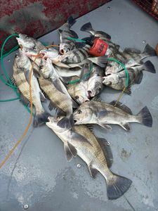 Winter fishing keeps producing big catches