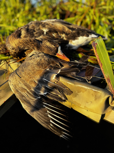 Top-Rated Port Clinton Waterfowl Hunt - Mallards & Canada Geese