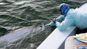Tarpon