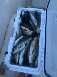 Caught multiple stripe bass in Florida
