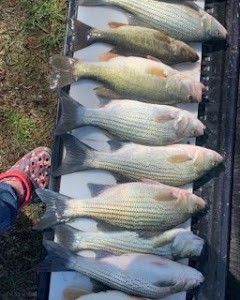 Florida Striped Bass Fished Out of Leesburg