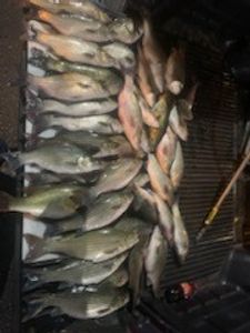 Bucketful of Bass Catch in Florida