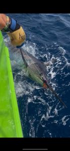 Huk Big Fish Classic Charter Spots Filling Fast