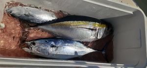 Offshore fishing in Florida