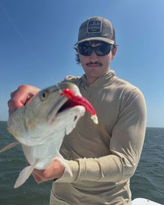 Redfish Can’t Resist Red & White!
