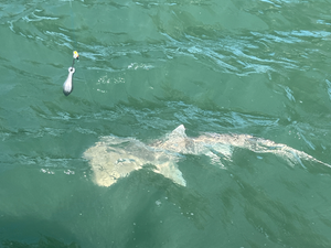 St. Augustine Inshore: King Mackerel Action on Half-Day Charter