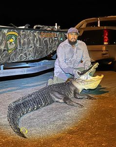 Crystal River, FL Alligator