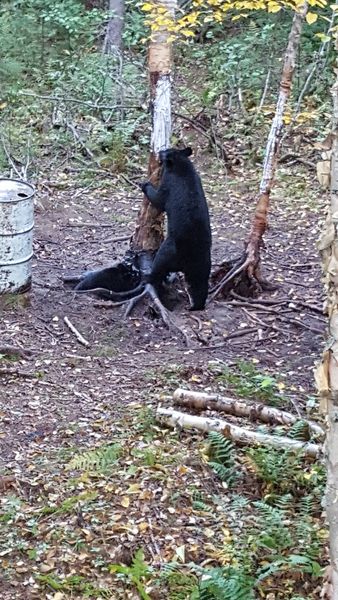 Bear Eating 