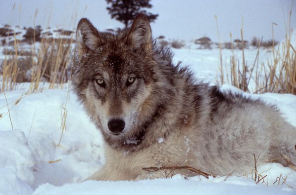 Canada Wolf Hunts 