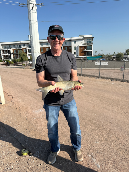 Nice Arizona grass carp from the dock!