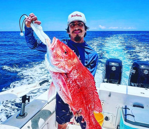 Northern Red Snapper: Galveston Excitement.
