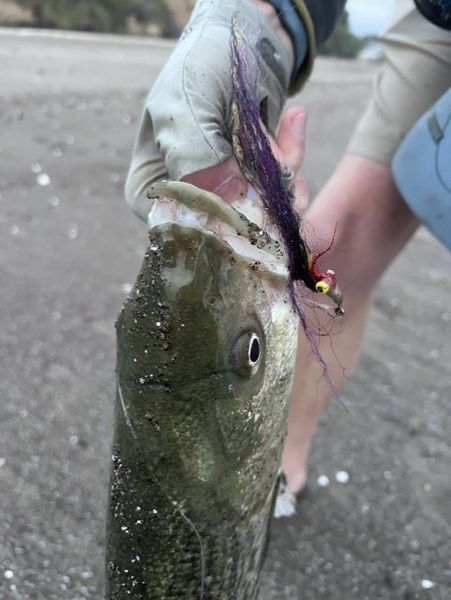 Nice El Cerrito bass hit the purple lure perfectly!