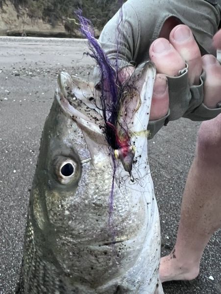Purple lure did the trick in El Cerrito!