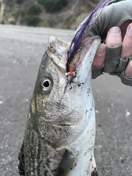 Nice catch in El Cerrito CA!