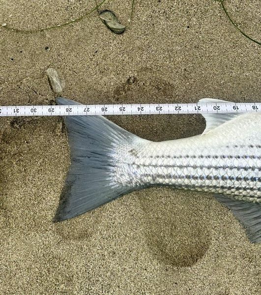 El Cerrito striped bass ready for the measurement!