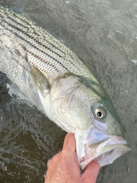 Nice striped bass caught in El Cerrito waters!