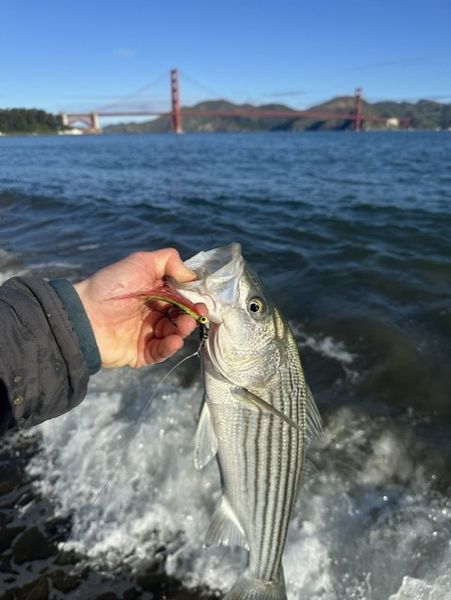 Beautiful El Cerrito striped bass with Golden Gate views!