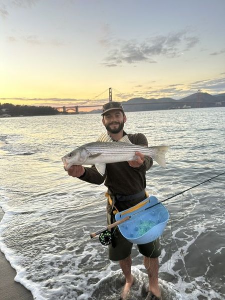 Beautiful El Cerrito striped bass from the bay!