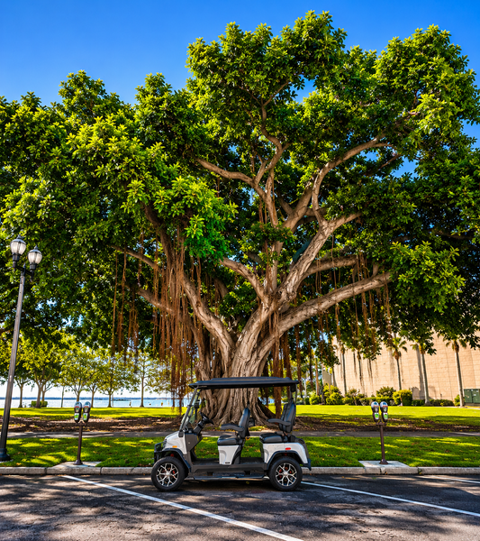 Scenic tour stop under magnificent tropical canopy.