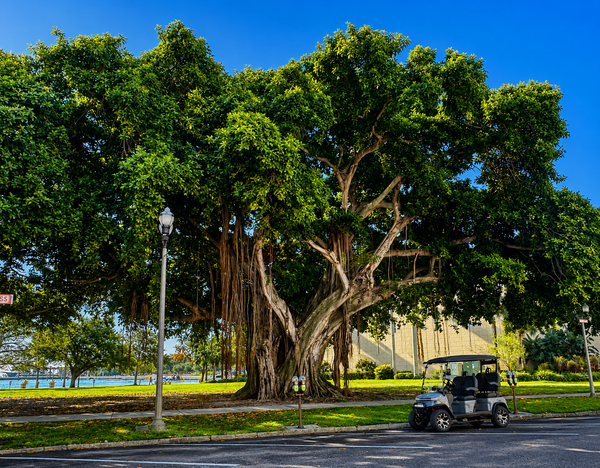 Explore tropical landscapes on guided tours through scenic parks.