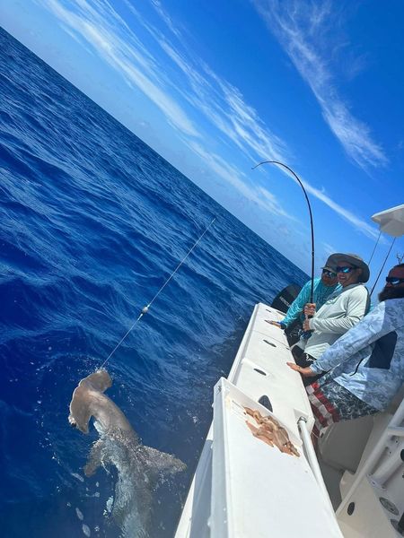 Reeling in the catch off Corpus Christi's coast.