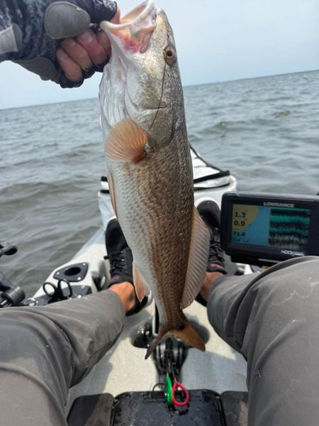 Nice Enterprise AL redfish makes the day!