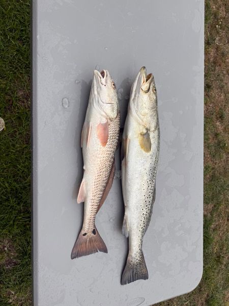Enterprise AL redfish and speckled trout success!