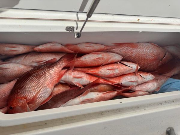Enterprise AL red snapper filling up the cooler!