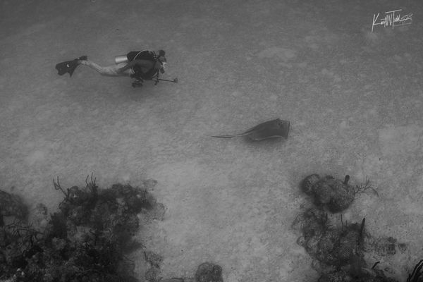 Scuba diving in Islamorada on a coral reef adventure