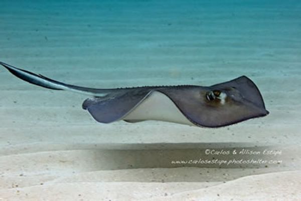 Key Dive into serene beauty