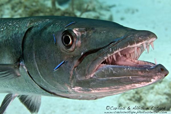 Discover magic beneath Islamorada waters.